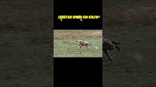 The fastest animal in the world trending shorts animals wildlife cheetah peregrinefalcon [upl. by Raddi]