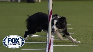 Best of the Agility competition from the 2020 Westminster Kennel Club Dog show  FOX SPORTS [upl. by Vasquez968]