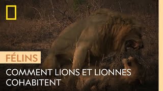 La répartition des responsabilités entre lions et lionnes [upl. by Gneh]