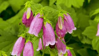 Bellflowers in the Shade Garden [upl. by Nalhsa802]