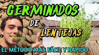 ¡COMO HACER GERMINADOS DE LENTEJAS en solo 4 PASOS 🌱 [upl. by Paulie]