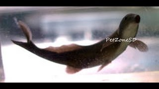 Freshwater Dolphin Fish Doing Tricks  Rarest Oddball Fish [upl. by Irene617]