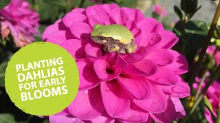 How to plant dahlias early  The Impatient Gardener [upl. by Huff]