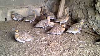 Pintailed Sandgrouse [upl. by Kinzer]