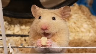 Syrian Hamster Enjoys Eating Milk Drops [upl. by Godfree]