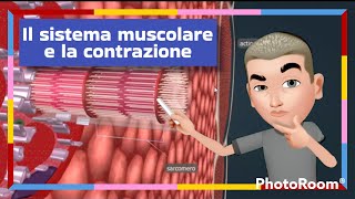 Il sistema muscolare e la contrazione [upl. by Saref396]