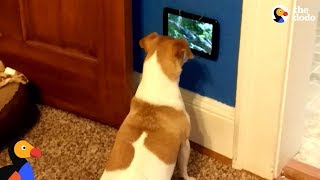 Dog Is So Excited To Get Her Own TV  The Dodo [upl. by Clywd68]