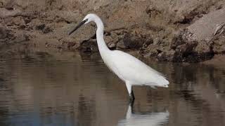 Little Egret Garzetta Egretta garzetta [upl. by Rebeka781]