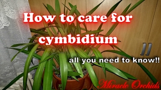 How to care for cymbidium orchids  watering fertilizing reblooming recognize spikes [upl. by Aytak344]