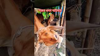 গরুর গুঁতা খাইলাম🤣shorts cow goru [upl. by Ellingston]