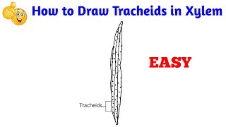 How to draw diagram of tracheids  how to draw tracheids in xylem [upl. by Baptlsta]