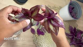 How to Propagate Wandering Jew PlantInch PlantTradescantia Zebrina [upl. by Abramo]