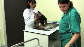 ELECTROCARDIOGRAMA EN PERRO [upl. by Yde]