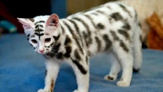 15 very expensive and rare cat breeds [upl. by Pelagia505]