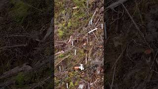 Reforesting Paradise Journey of a Lone Planter in Haida Gwaiis Remote Mountains tree hardwork [upl. by Aowda]