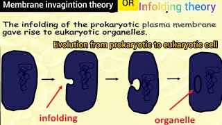 membrane infolding theory of the origin of eukaryotic  membrane inveganation theory of Evolution [upl. by Nytsirc260]