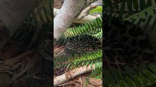 Eastern Massasauga  Philadelphia Zoo 32323 [upl. by Caughey]