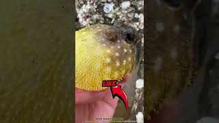 Fish Swell Up Like A Balloon shortvideo [upl. by Cheyne]