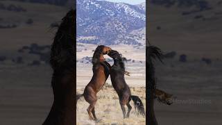 Wild Horses fighting with each other Wincent nPodU nature wildlife horse [upl. by Kcirttap130]