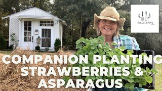 Companion Planting Strawberries amp Asparagus [upl. by Calendre]