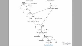 🔴 LEXPLICATION LA PLUS CLAIRE  CASCADE COAGULATION   DR ASTUCE [upl. by Nimocks]