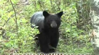 Live Bear Footage  Superior Guide and Outfitters  Northern Wisconsin [upl. by Ylim]