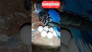 Budgies bird breeding process  youtubeshorts ytshorts shots vairalshort [upl. by Ahsilahk771]