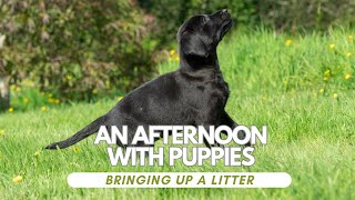 Raising Labrador Puppies at Home A Complete Guide [upl. by Lagiba596]