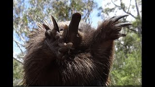 Echidnas in the wild [upl. by Hasseman]