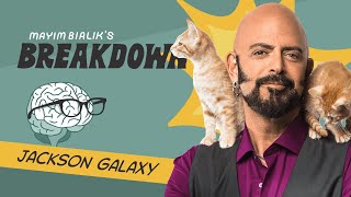 Jackson Galaxy Emotional Guardrails Language of Empathy amp The Social Anxiety Corner [upl. by Arolf]