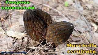 Сморчок конический  гриб восстанавливающий зрение  Morchella esculenta [upl. by Ayotnahs]