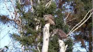 Barred Owl pair calling [upl. by Ihculo963]