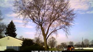 Silver Maple Tree Trimming Livonia MImp4 [upl. by Edd]