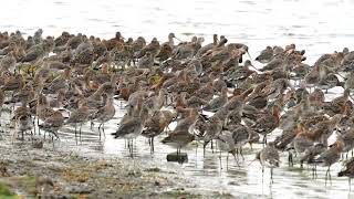 Late summer Blacktailed Godwits Lancashire August 2023 [upl. by Cirre]