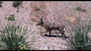 Chupacabra caught on cell phone  Goodyear Arizona [upl. by Guillermo]