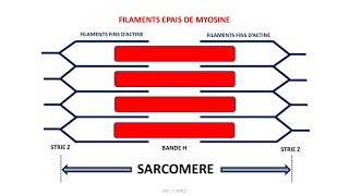 La contraction musculaire  fibre musculaire sarcomère complexe actinemyosine [upl. by Tuckie]