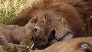 Adorable Lion Cubs Frolic as their Parents Look On [upl. by Haon]