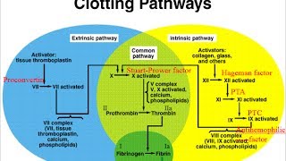 Hematology  Physiology  Part 4 [upl. by Tronna]