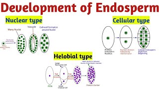 Development of Endosperm Hindi  Reproduction in Lower amp Higher Plants [upl. by Ulah]