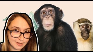 You are a Monkey AND an Ape  Nested Hierarchies Explained [upl. by Nugent]