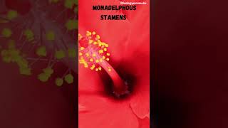 What is Monadelphous Stamen  Malvaceae [upl. by Jolee]