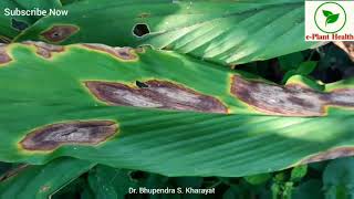 Anthracnose or Leaf Blotch of Turmeric [upl. by Lyford]