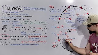 Peroxisome Structure and Functions of Peroxisome Detailed Series [upl. by Nitsruk]