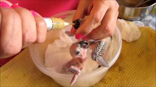 Hand Feeding Birds baby  chicks hand feeding short birdifarm [upl. by Yelsna546]