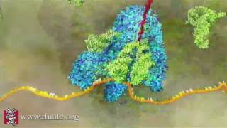 mRNA Translation Advanced [upl. by Diogenes]