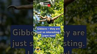 GIBBONS  Must Know Facts gibbons shorts [upl. by Aylad628]