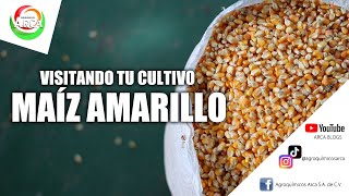 VISITANDO TU CULTIVO CON PRODUCTOR DE MAÍZ AMARILLO [upl. by Aber657]