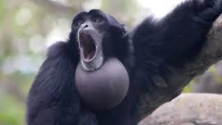 Screaming Gibbon Monkey [upl. by Monia946]