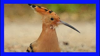 Eurasian Hoopoe Bird Singing Calling Chirping Sound Voice  Abubilla Canto  Upupa Epops [upl. by Emory]