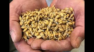 racing pigeons and barley get the facts about barley [upl. by Nolyak365]